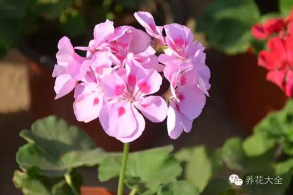 想要天竺葵？不用買，一段枝條就夠了