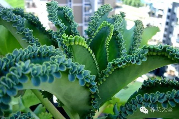 膜拜！落地又生根，強(qiáng)大的繁殖力