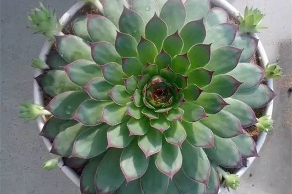 你知道嗎？可以自己爆仔的觀音蓮，今年一盆明年得十盆