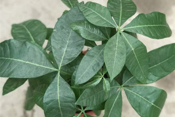 發(fā)財(cái)樹長(zhǎng)得不好看？如何修剪，看看花友是怎么做的