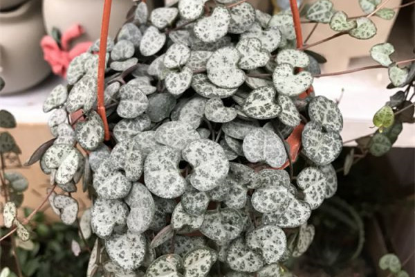 長(zhǎng)成心形的葉片，比綠蘿吊蘭好看多了，滿滿的全都是愛(ài)