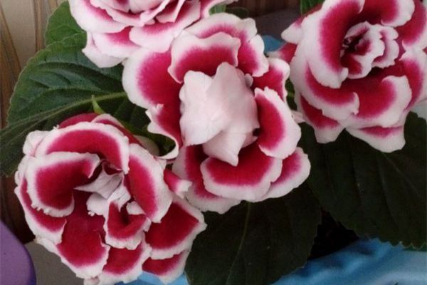 想成為養(yǎng)花高手，不學(xué)點(diǎn)絕技怎么行