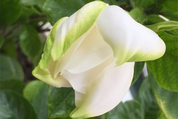 春天養(yǎng)花不注意這三個(gè)坑，你的花早晚被養(yǎng)死