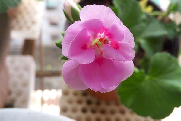 盆里扔點(diǎn)這3種過(guò)期藥片，花兒想發(fā)黃、生病都難