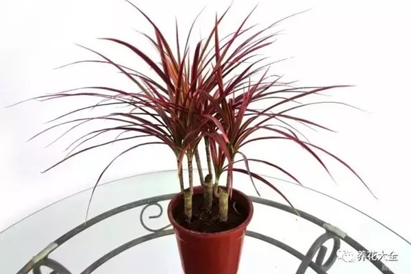 25種常見(jiàn)的觀葉植物，每種都很不錯(cuò)