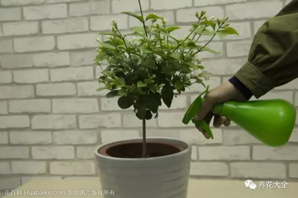 水原來要這么澆，到今天才明白