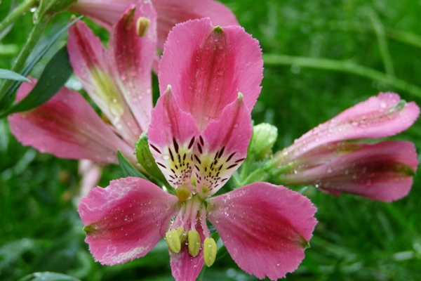 六出花什么時(shí)候開花