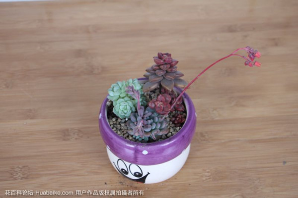 多肉開花，十分驚艷，可是要怎么養(yǎng)呢