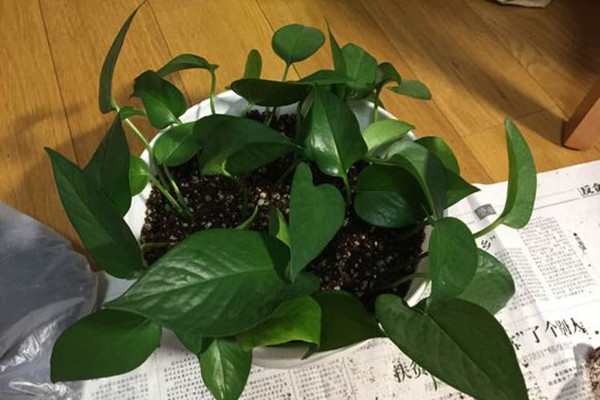 綠蘿夜間可以擺放在臥室嗎