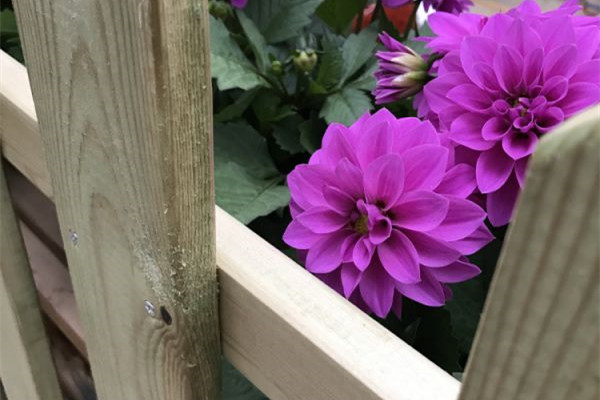 這10種花，怎么折騰都死不了，不種太虧了