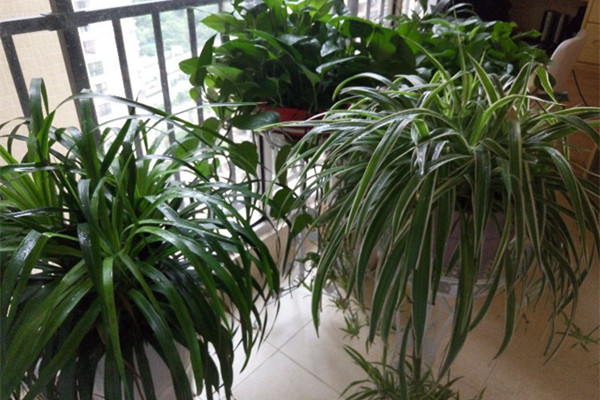 吊蘭修剪方法匯集，黃葉、爛根都不怕