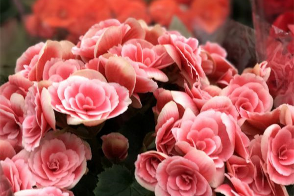 快死的麗格海棠、蟹爪蘭、茶花……趕緊這樣救