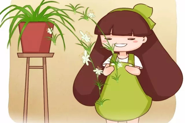 他養(yǎng)的吊蘭文竹虎皮蘭…年年開花，咋做到的