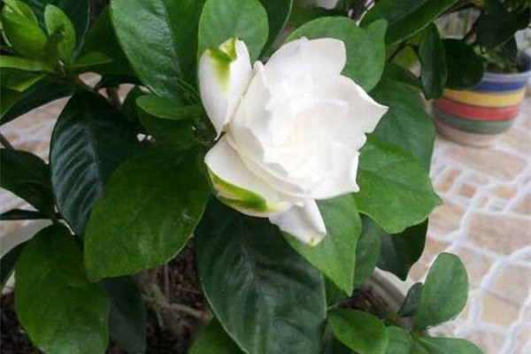 梔子花、長壽花修剪，越長越好