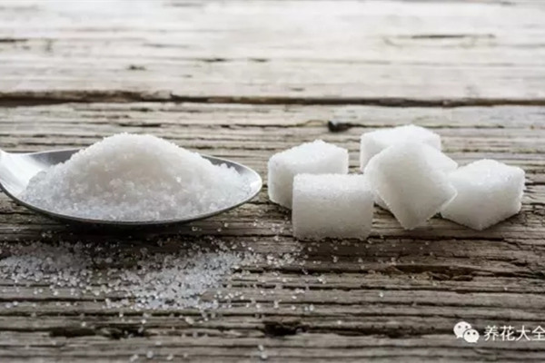 養(yǎng)花就得搞點小動作，不然你的花憑啥長得好