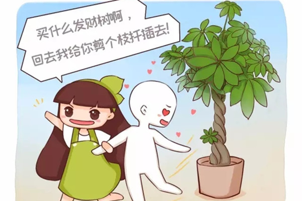 發(fā)財樹幸福樹……那么貴別買了，剪根枝就能活