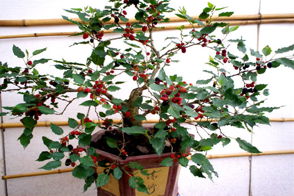 桑葚（桑樹）盆栽怎么種