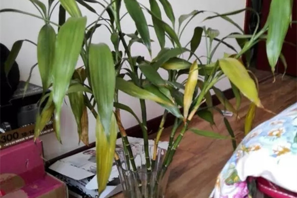 快死的富貴竹，她一個小動作就救活了，怎么做到的