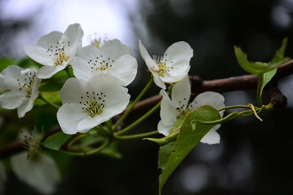 梨樹什么時候開花
