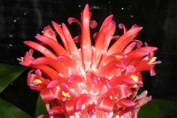 水塔花花葉兼美怎么養(yǎng)護(hù)