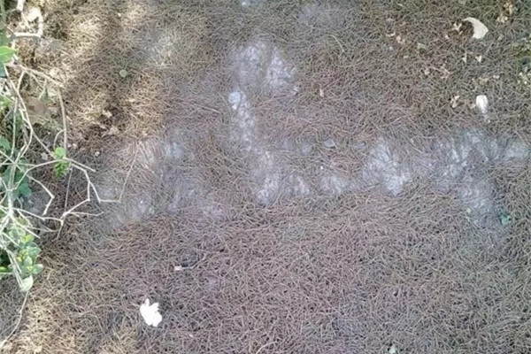 這種土養(yǎng)啥花都旺，到處都是，就你不知道