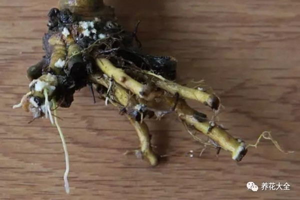 梔子花、吊蘭老爛根，學(xué)會修剪，妥妥的