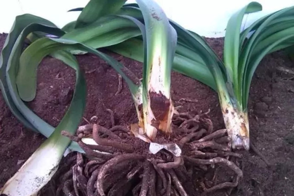 君子蘭、綠蘿爛根，方法很簡單