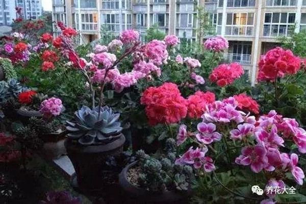 骨頭養(yǎng)花，太牛逼了