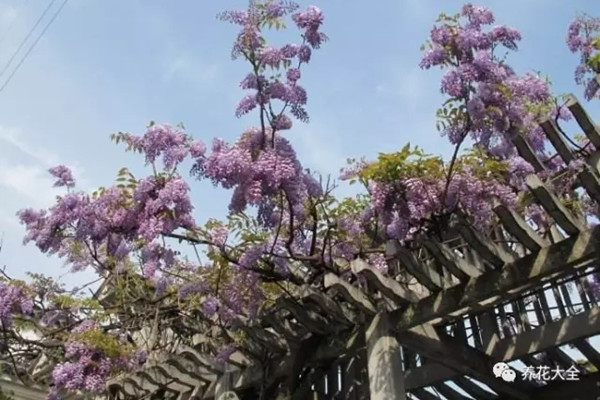 海鮮殼做花肥，簡單好用