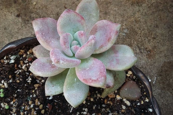 黃豆做花肥的方法