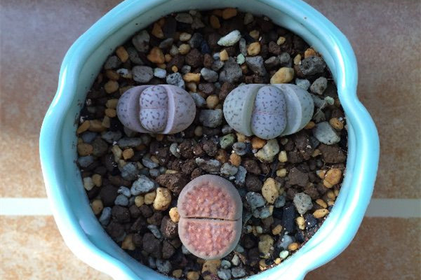 5月，你得知道這些，別讓你的多肉死在夏天