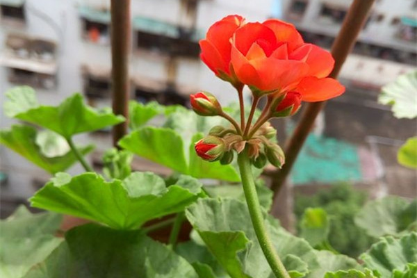 適合春季扦插的花卉有哪些