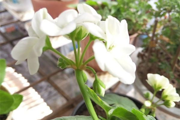 如何用沙子來扦插