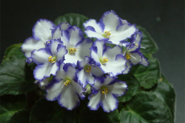 非洲堇夏天怎么養(yǎng)