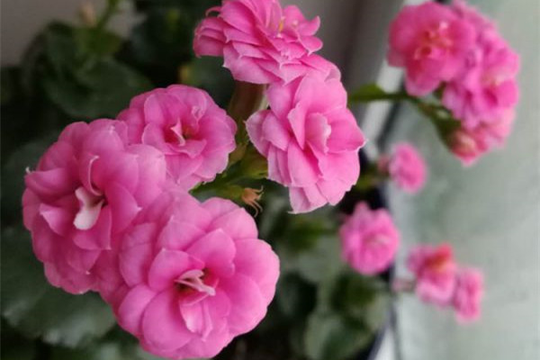 多肉的這么多種狀態(tài)，你喜歡哪種