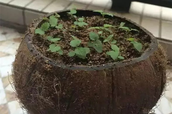 這幾個(gè)小物件都能做花盆，你都知道嗎