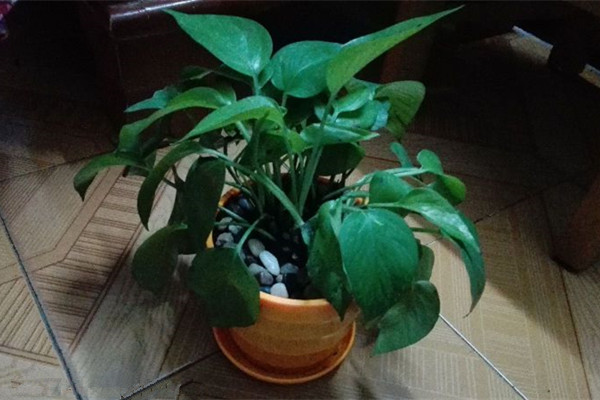 種花時，在土里摻點這東西，保你的花根茁葉綠