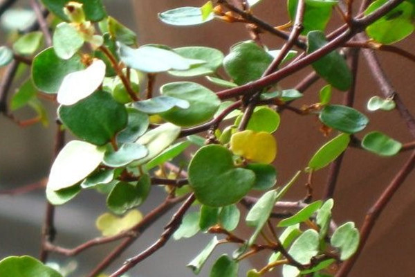 千葉吊蘭的扦插方法