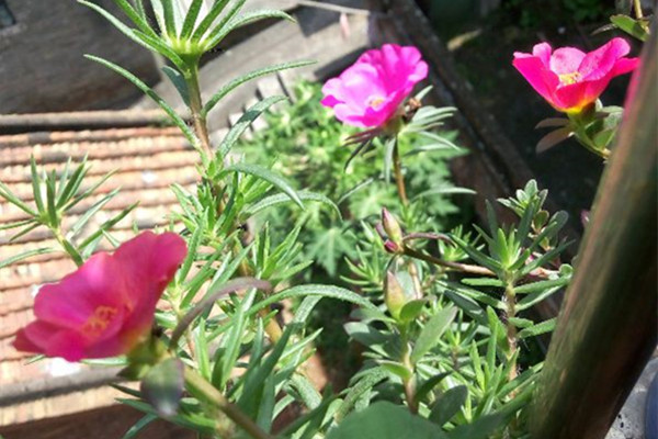 這些遍地都是的小東西，撿來養(yǎng)花，真是賺大了