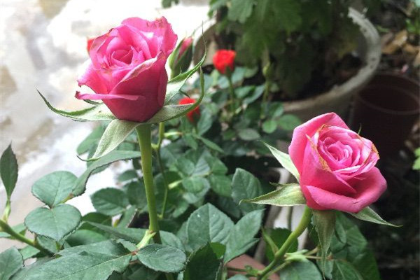 自己在家漚花肥又臭又慢？教你4招1個月就能做好肥，還沒味