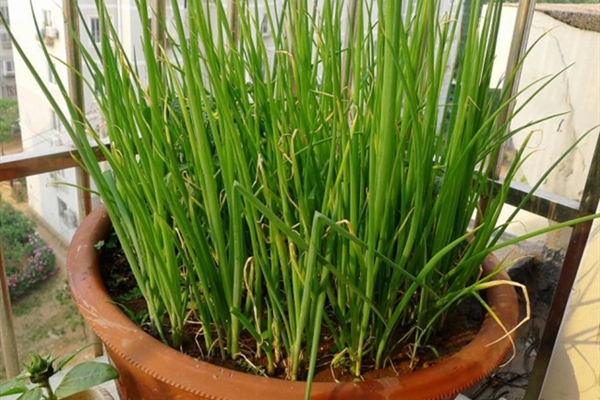 小蔥還用買？吃剩的根扔土里，收獲一片“小蔥林”