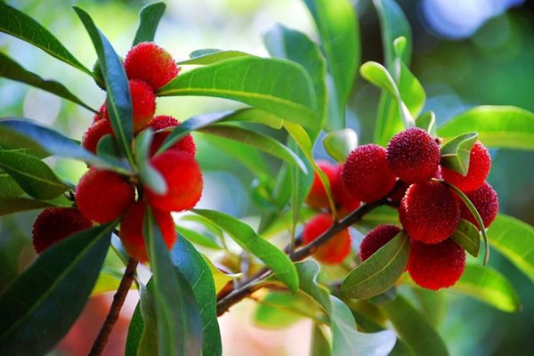 楊梅有什么利用價(jià)值