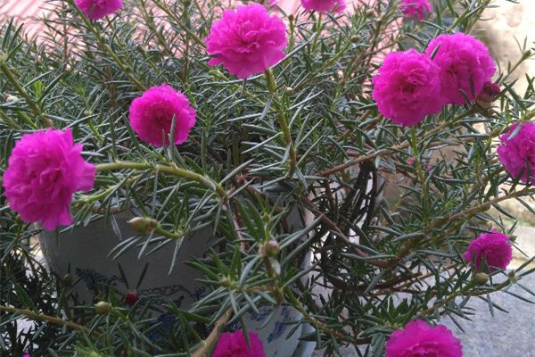 家里有孩子，這幾種花你還敢養(yǎng)嗎