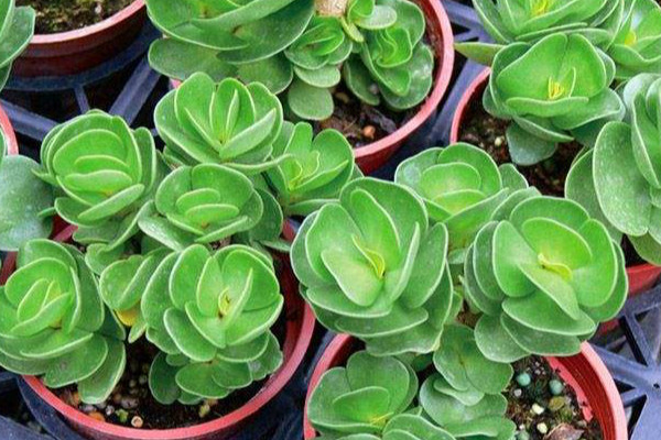 金錢木的養(yǎng)殖方法和注意事項(xiàng)