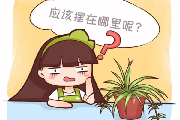 臥室客廳養(yǎng)花，養(yǎng)不對危害家人健康，不看后悔