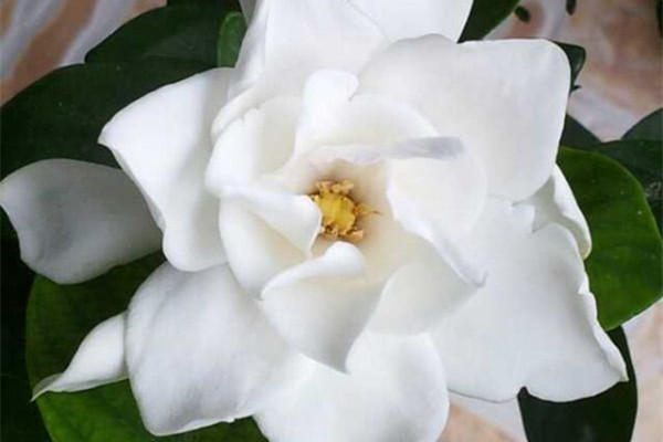 這7種花，讓你家里沒(méi)蚊子，太實(shí)用了