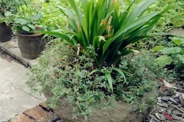 你眼中的垃圾，拿來養(yǎng)花棒呆了！后悔丟了么