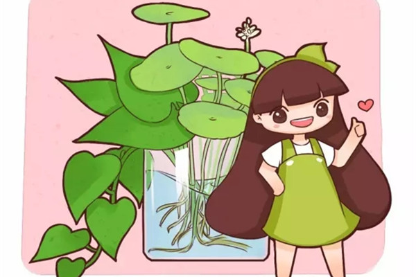 這5種花放在水里就能蹭蹭長，干凈不爛根