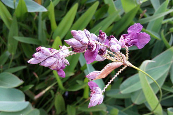 再力花與梭魚草的區(qū)別