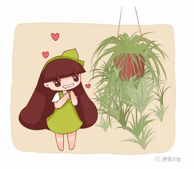 想把綠蘿吊蘭養(yǎng)成瀑布？隔壁老王2個(gè)月就做到了！